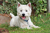 DOG 02 NR0042 01
West Highland Terrier Laying On Lawn