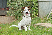 DOG 02 NR0043 01
Jack Russell Terrier Sitting On Lawn