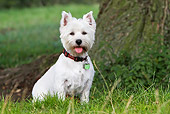 DOG 02 NR0044 01
West Highland Terrier Sitting On Grass By Tree