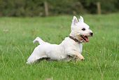 DOG 02 NR0045 01
West Highland Terrier Running Through Field Profile