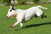 DOG 02 NR0046 01
Bull Terrier Running Through Field