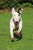 DOG 02 NR0047 01
Bull Terrier Running Through Field