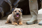 DOG 02 NR0048 01
Border Terrier Resting On Pavement By Owner's Feet