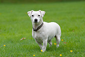 DOG 02 NR0049 01
Jack Russell Terrier Standing On Grass