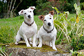 DOG 02 NR0050 01
Two Jack Russell Terriers Sitting On Moss Covered Rock