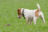 DOG 02 NR0051 01
Jack Russell Terrier Face To Face With Rat On Grass