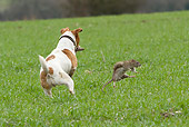 DOG 02 NR0052 01
Jack Russell Terrier Chasing Rat On Grass
