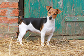 DOG 02 NR0053 01
Jack Russell Terrier Standing On Hay By Barn Door