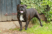 DOG 02 NR0055 01
American Staffordshire Terrier Standing On Grass By Wooden Door