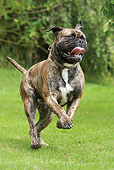 DOG 02 NR0056 01
American Staffordshire Terrier Running Through Grass