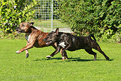 DOG 02 NR0057 01
Staffordshire Bull Terriers Running Through Grass