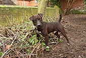 DOG 02 NR0059 01
Patterdale Terrier Standing In Mud And Sticks