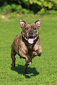 DOG 02 NR0060 01
Staffordshire Bull Terrier Running Through Field