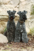 DOG 02 NR0061 01
Two Kerry Blue Terriers Sitting On Bark By Rocks