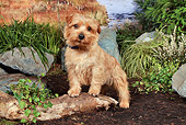 DOG 02 NR0062 01
Norwich Terrier Standing On Dirt By Pond