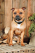 DOG 02 NR0063 01
Staffordshire Bull Terrier Standing On Wooden Crate