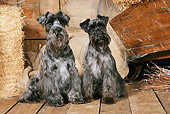 DOG 02 NR0064 01
Two Miniature Schnauzers Sitting On Wood Floor By Hay Bales