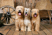 DOG 02 NR0065 01
Three Wheaten Terriers Standing On Wood Floor By Hay Bales