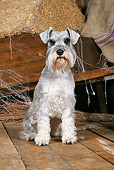 DOG 02 NR0066 01
Miniature Schnauzer Sitting On Wood Floor By Wheelbarrow And Hay