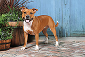 DOG 02 NR0067 01
Staffordshire Bull Terrier Standing On Brick By Plants