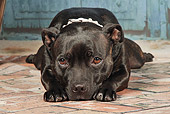 DOG 02 NR0068 01
Staffordshire Bull Terrier Laying On Brick