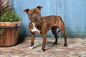 DOG 02 NR0069 01
Staffordshire Bull Terrier Standing On Brick By Plants