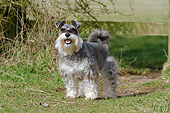 DOG 02 NR0071 01
Miniature Schnauzer Standing On Grass
