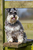 DOG 02 NR0072 01
Miniature Schnauzer Sitting On Wooden Bench By Fence