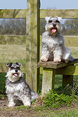 DOG 02 NR0073 01
Two Miniature Schnauzers Sitting By Wooden Fence