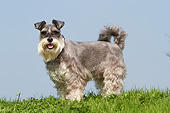 DOG 02 NR0075 01
Miniature Schnauzer Standing On Grass