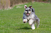 DOG 02 NR0076 01
Miniature Schnauzer Running Through Grass