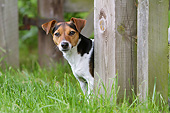 DOG 02 NR0079 01
Jack Russell Terrier Standing In Grass Behind Wooden Fence