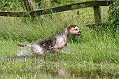 DOG 02 NR0081 01
Border Terrier Running Through Swamp