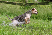 DOG 02 NR0082 01
Border Terrier Running Through Swamp