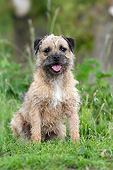 DOG 02 NR0083 01
Border Terrier Sitting On Grass