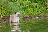 DOG 02 NR0084 01
Border Terrier Standing In Shallow Water