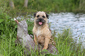 DOG 02 NR0085 01
Border Terrier Sitting On Stump By Water