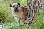 DOG 02 NR0086 01
Border Terrier Standing Behind Tree Trunk