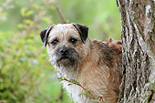 DOG 02 NR0087 01
Close-Up Of Border Terrier Standing Behind Tree Trunk