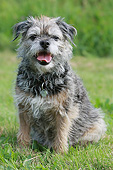 DOG 02 NR0088 01
Portrait Of Terrier Sitting On Grass