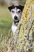DOG 02 NR0089 01
Portrait Of Terrier Sitting By Tree Trunk