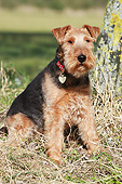 DOG 02 NR0090 01
Portrait Of Welsh Terrier Sitting By Tree