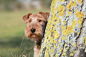 DOG 02 NR0091 01
Close-Up Of Welsh Terrier Sitting By Tree