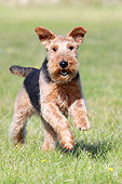 DOG 02 NR0092 01
Portrait Of Welsh Terrier Running On Grass