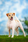 DOG 02 PE0001 01
Parson Russell Terrier Standing On Grass