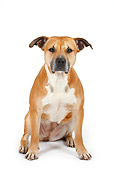 DOG 02 PE0002 01
American Staffordshire Terrier Sitting On White Seamless