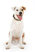 DOG 02 PE0003 01
Parson Russell Terrier Sitting On White Seamless