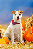 DOG 02 PE0004 01
Parson Russell Terrier Wearing Bandana Sitting In Hay By Pumpkins