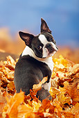 DOG 02 PE0007 01
Boston Terrier Sitting In Autumn Leaves