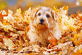 DOG 02 PE0008 01
Norfolk Terrier Laying In Autumn Leaves